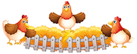 Healthy & Happy Hens