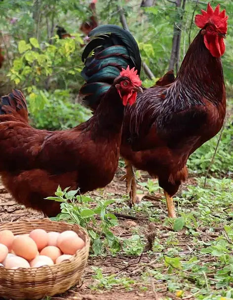 testimonial left image